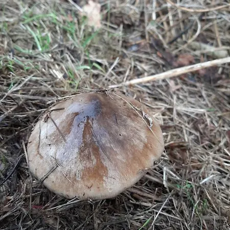 Waves * إغموند آن زي