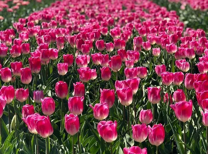 Vakantiehuis Waves *